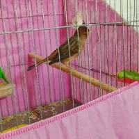 قناری نر دهن هم سهره لر داره کمی هم قناری|پرنده|محمدشهر, جعفرآباد|دیوار