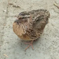 بلدرچین