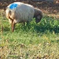 ۲۸ راس میش جوان همه ابستن باب مالداری|حیوانات مزرعه|گلبهار, نوبهار|دیوار