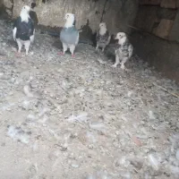 طوق سور طوق ابی وسیاه