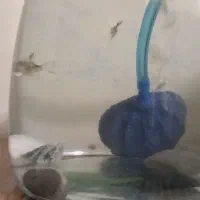 بچه ماهی انجل