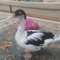 گمشده|حیوانات|بیجار, |دیوار