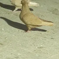 یک نقری جوانه گم شده