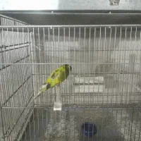 قناری رسمی بلند|پرنده|پاکدشت, پاکدشت (مامازند)|دیوار