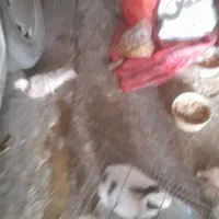 خرگوش|موش و خرگوش|فولادشهر, فولادشهر|دیوار