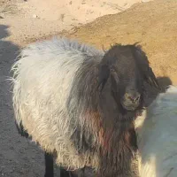 بره و قوچ هترو|حیوانات مزرعه|آباده, |دیوار