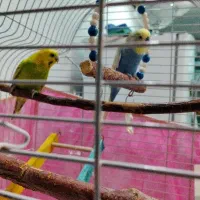 سرپرستی حیوانات خانگی شما رو قبول میکنم