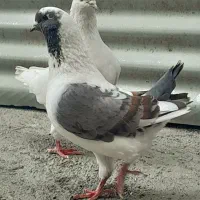 کبوتر کینگ مرغی