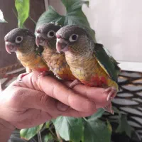 گرینچیک جوجه دوم خور دستی رام رام