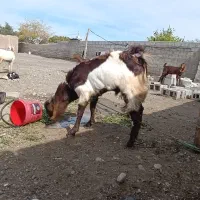 فروش نری  عالی|حیوانات مزرعه|میناب, |دیوار