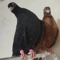 فروش دو عدد جوجه کبوتر صرب