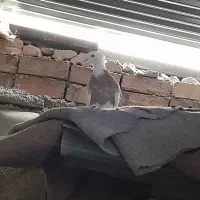 کبوتر طوقی نروماده|پرنده|آبدانان, |دیوار