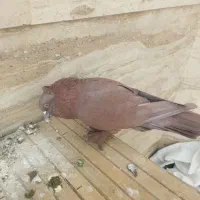 کبوتر راعبی|پرنده|قم, بکایی|دیوار