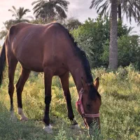 اسب عربی اصلی وسالم