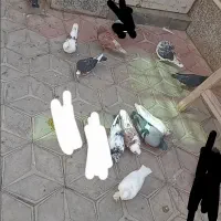انواع کبوتر