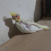 جوجه عروس هلندی