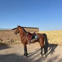 اسب دره شور