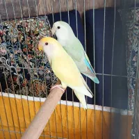 یک جفت کوتوله رنگ خاست وبازی گوش