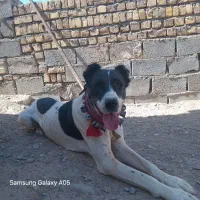 سگ ماده|سگ|قائن, |دیوار