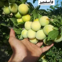 باغ فاروج