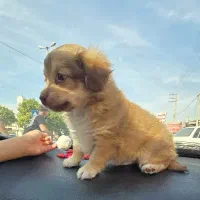 سگ مینیاتوری اپارتمانی نژاد شیتزو قیمت ۵ تومن|سگ|بندر امام خمینی, |دیوار