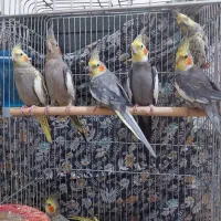 ۸ تا عروس هلندی