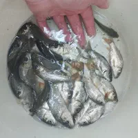 بچه ماهی کپور استخر کشاورزی مشاوره پرورش و فروش