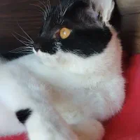 گربه ناز و ملوس پیدا شده، گمشده شما نیست|حیوانات|مشهد, شهید فرامرز عباسی|دیوار