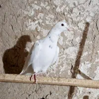 کبوتر قزوینی|پرنده|ساوه, |دیوار