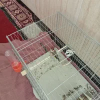 سهره نر داغسر