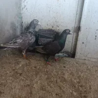 کبوتر نروماده هفترنگ شکلاتی پلاکی