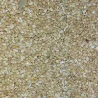 300کیلو ارزن تمیز دم روباهی