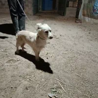 معاوضه بامرغ یاعروس هلندی یاکوتوله|سگ|تفت, |دیوار