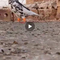 کبوتر خوشکل طوقی ،ساده افشون|پرنده|تربت جام, جامرود|دیوار