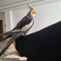 گمشده عروس هلندی