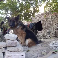 واگذاری سگ ژرمن اصلی واکسن زده