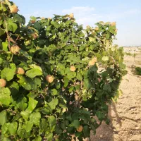 معاوضه باغ با اپارتمان تک خواب یا ماشین شاستی جک|فروش زمین و ملک کلنگی|زنجان, |دیوار