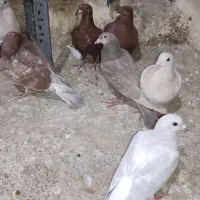 کله هما پاکستانی