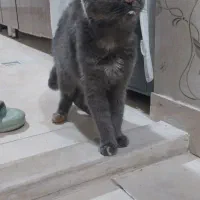 گربه نژاد دار|گربه|اراک, |دیوار