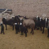 میش بره دار