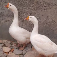 غوقاز اصلی محلی