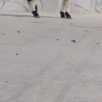 برهنر|حیوانات مزرعه|هامون, |دیوار