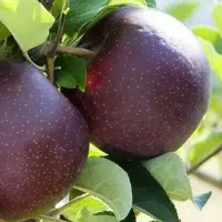 تولید و عرضه نهال سیب میراکل|خدمات باغبانی و درختکاری|خوسف, |دیوار