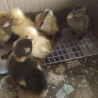 جوجه اردک|حیوانات مزرعه|ماهدشت, |دیوار