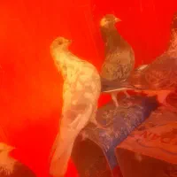 کفتر شازده سرور|پرنده|صفادشت, |دیوار