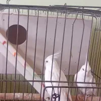 جفت آلبینو|پرنده|فومن, |دیوار