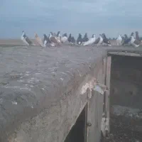 کبوترهای رنگی