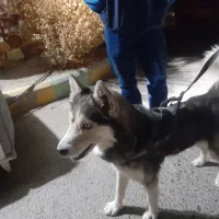 هاسگی|حیوانات|فردیس, شهرک ناز|دیوار