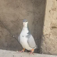 کبوتر|پرنده|فسا, |دیوار