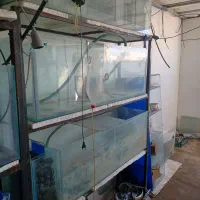 اکواریوم سالنی|ماهی|برخوار, |دیوار